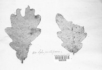 Mycosphaerella punctiformis image